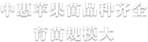 烟台中惠脱毒矮化苹果苗品种齐全育苗规模大