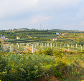 苹果苗木建园