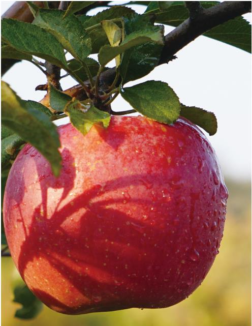 在选择苹果苗木时应注意哪些问题?