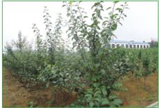 脱毒苹果苗木与普通苗木的区别是什么?