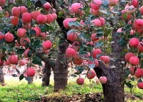 苹果树的栽培及养护方法