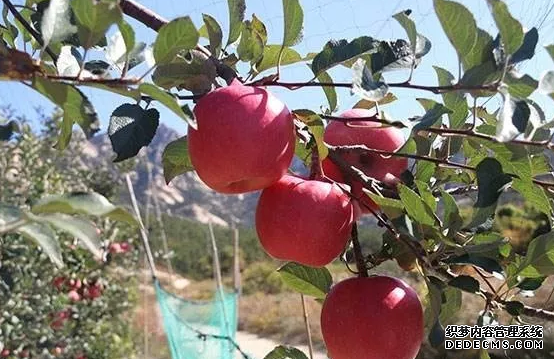 矮化苹果苗木栽植技术要点