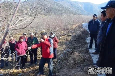 苹果树修剪的10大误区，要注意改正！