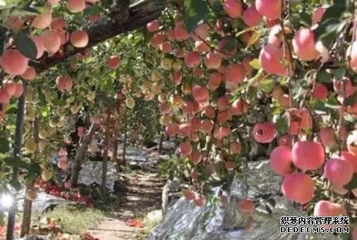 矮化苹果苗木什么品种有发展潜力？