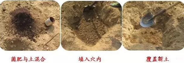 苹果苗种植