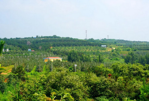 说说栖霞中惠苹果基地的夏苹果